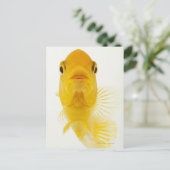 Ook gekend als komeet-staartgoudvis. Hardy Briefkaart (Staand voorkant)