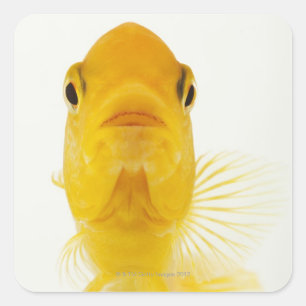 Ook gekend als komeet-staartgoudvis. Hardy Vierkante Sticker