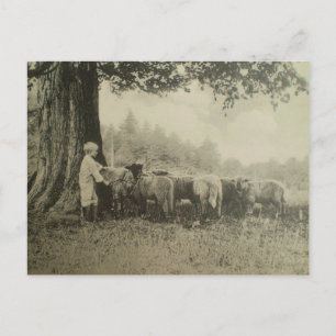 Oom Bart en de Schapen Briefkaart