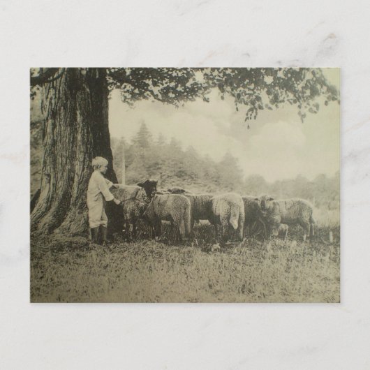 Oom Bart en de Schapen Briefkaart (Voorkant)