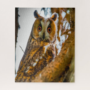 Oorlangoeruil- Roofvogels. Legpuzzel