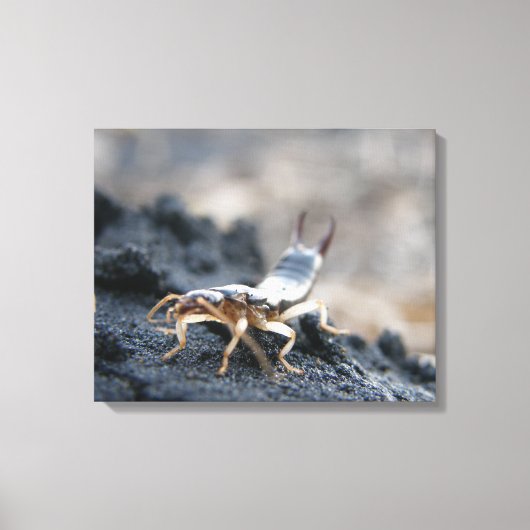 oorpruik, dermaptera canvas afdruk (Voorkant)