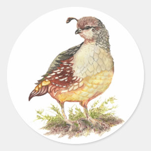 Oorspronkelijk Waterverf Vrouw Californië Quail-Bi Ronde Sticker