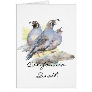 Oorspronkelijke Waterverf Californische Quail. vog