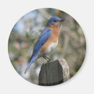 Oost-Bluebird Male Magnet Magneet