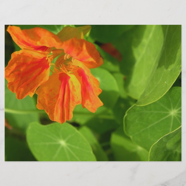 Oost-Indische kers (Voorkant)