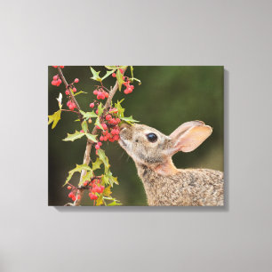 Oostelijk Katoenstaartkonijn Zuid-Texas Canvas Afdruk