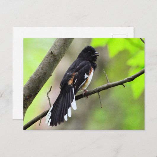 Oostelijk Towhee Briefkaart (Voorkant / Achterkant)