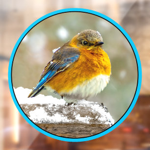 Oostelijke Blauwe Lijster in Sneeuw - Originele Fo Raamsticker