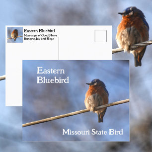 Oostelijke Blauwe Lijster Missouri Staatsvogel Fot Briefkaart