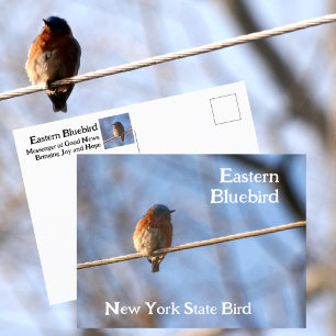 Oostelijke Blauwe Lijster Nieuwe York Staatsvogel  Briefkaart