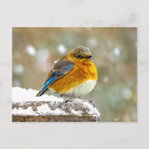 Oostelijke Blauwstaart in Sneeuw - Originele Foto Briefkaart