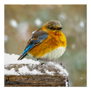 Oostelijke Blauwstaart in Sneeuw - Originele Foto Perfect Poster