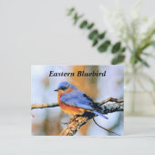 Oostelijke Blauwvogel Briefkaart (Staand voorkant)