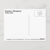 Oostelijke Blauwvogel Briefkaart (Achterkant)
