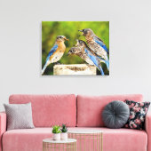 Oostelijke Blauwvogel Canvas Afdruk (Insitu (Woonkamer))