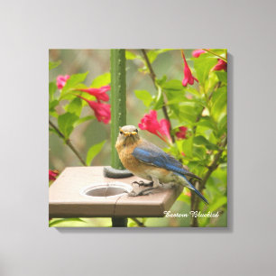 Oostelijke Blauwvogel Canvas Afdruk