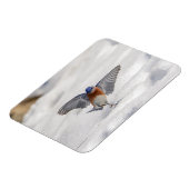 Oostelijke Blauwvogel dansend in de sneeuw Magneet (Linkerzijde)