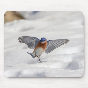 Oostelijke Blauwvogel dansend in de sneeuw Muismat