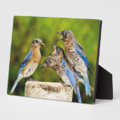 Oostelijke Blauwvogel Fotoplaat (Zijkant)