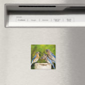 Oostelijke Blauwvogel Magneet (Insitu (Vaatwasser))