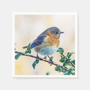 Oostelijke Blauwvogel op Ice Covered Limb Paper Na Servet