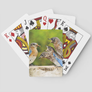 Oostelijke Blauwvogel Pokerkaarten