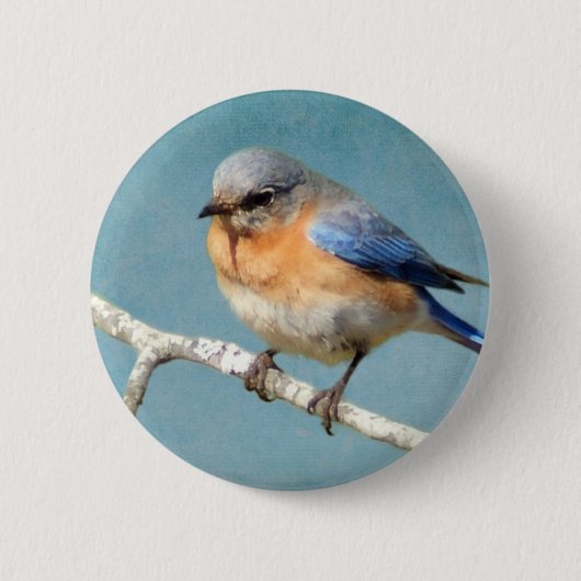 Oostelijke Blauwvogel Ronde Button 5,7 Cm (Voorkant)