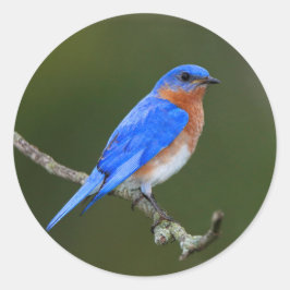 Oostelijke Blauwvogel Ronde Sticker