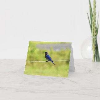 Oostelijke Bluebird #1 - Blank Note Card Bedankkaart