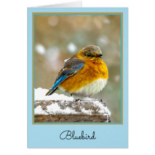 Oostelijke Bluebird in Snow - Originele Foto