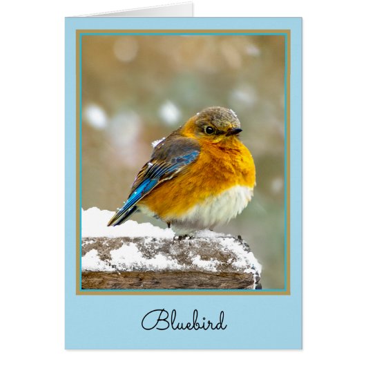 Oostelijke Bluebird in Snow - Originele Foto (Voorkant)