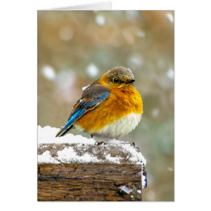 Oostelijke Bluebird in Snow - Originele Foto