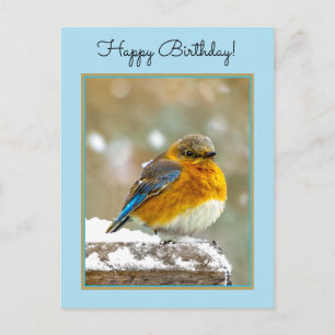 Oostelijke Bluebird in Snow - Originele Foto Briefkaart