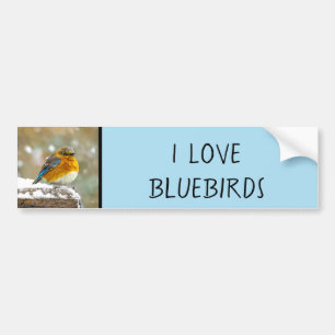 Oostelijke Bluebird in Snow - Originele Foto Bumpersticker