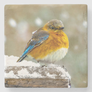 Oostelijke Bluebird in Snow - Originele Foto Stenen Onderzetter