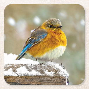 Oostelijke Bluebird in Snow - Originele Foto Vierkante Kartonnen Onderzetter