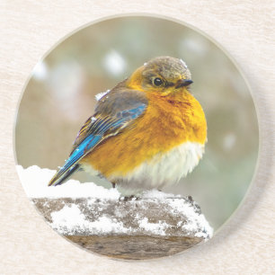 Oostelijke Bluebird in Snow - Originele Foto Zandsteen Onderzetter
