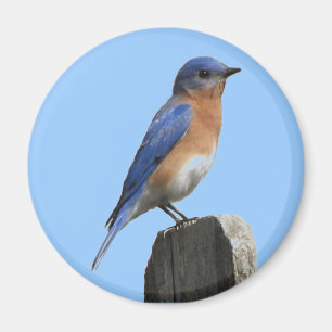Oostelijke Bluebird Magnet Magneet
