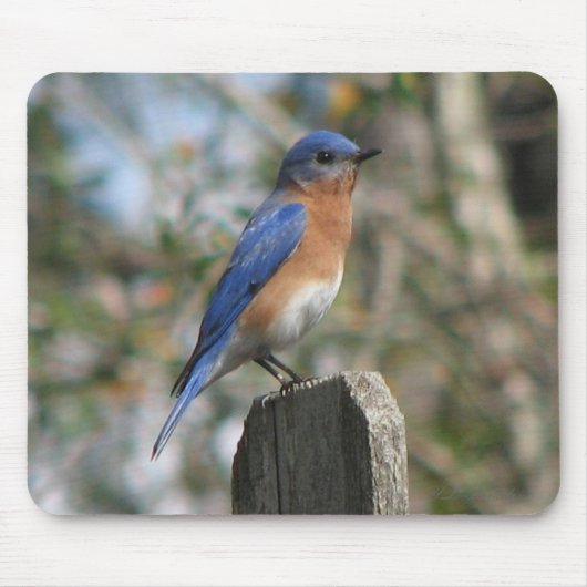 Oostelijke Bluebird Male Mousepad Muismat (Voorkant)