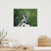 Oostelijke Bluebird thuis Poster (Keuken)