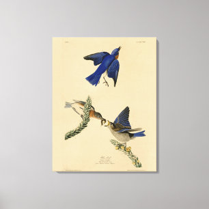 Oostelijke Bluebird van Audubon's Birds of America Canvas Afdruk