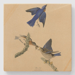 Oostelijke Bluebird van Audubon's Birds of America Stenen Onderzetter