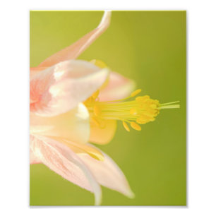 Oostelijke Columbine Wilde Afdruk