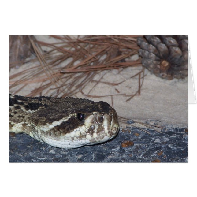 oostelijke diamondback-ratelslang (Voorkant Horizontaal)