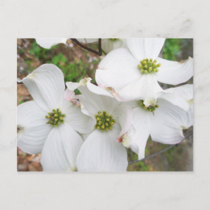 Oostelijke Dogwood Blossom - Cornus florida Briefkaart