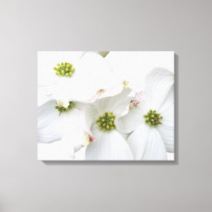 Oostelijke Dogwood Blossom - Cornus florida Canvas Afdruk