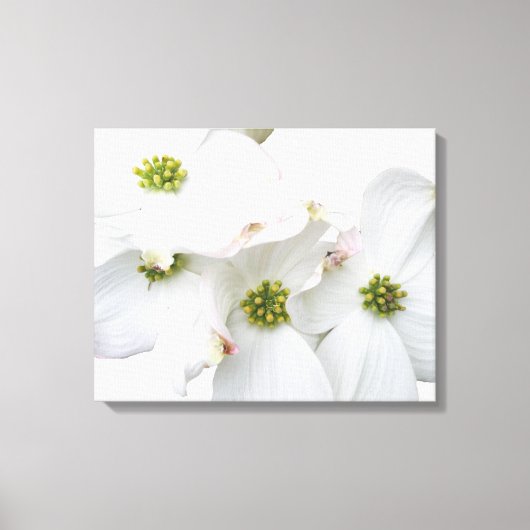 Oostelijke Dogwood Blossom - Cornus florida Canvas Afdruk (Voorkant)