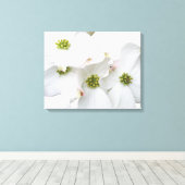 Oostelijke Dogwood Blossom - Cornus florida Canvas Afdruk (Insitu (Houten vloer))
