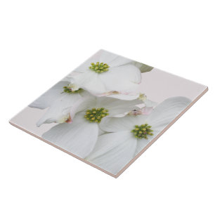 Oostelijke Dogwood Blossom - Cornus florida Tegeltje